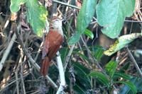 Rusty-backed  spinetail   -   Cranioleuca  vulpina   -