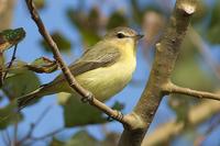 Philadelphia Vireo