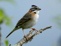 Rufous-collared sparrow