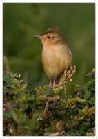 Yellow-bellied Prinia 灰頭鷦鶯