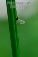 Small Translucent Minnow Mayfly of the family Baetidae ( 07 5700 ) stock photo