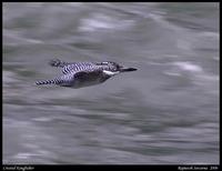 Fast flight... A Crested Kingfisher flying on the Teesta