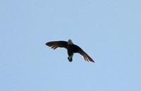 3. 바늘꼬리칼새(white-rumped swift)