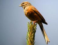 Godlewski's Bunting