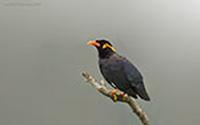 Hill-Myna