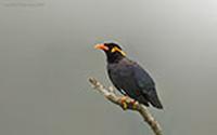 Hill-Myna