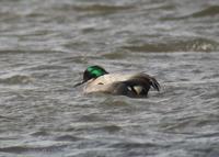 Falcated Teal Anas falcata 청머리오리
