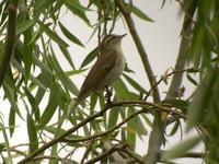 Arctic Warbler