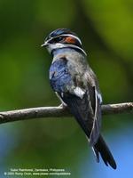 Whiskered Treeswift Hemiprocne comata