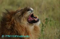 Panthera leo massaicus