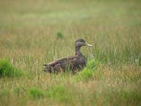 Canard noir (Anas rubripes)