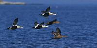 Common Eider (Somateria mollissima)