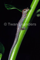 : Bolitoglossa alvaradoi; Alvarado's Salamander