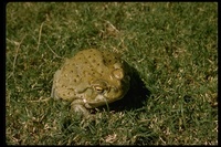 : Bufo alvarius; Sonoran Desert Toad