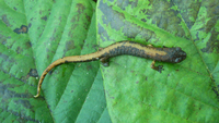 : Bolitoglossa bramei; Brame's Web-footed Salamander