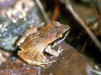 : Craugastor stejnegerianus; Stejneger's Dirt Frog
