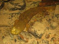 : Cryptobranchus alleganiensis; Hellbender