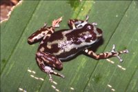 : Oophaga pumilio; Strawberry Poison Frog