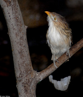 : Guira guira; Guira Cuckoo
