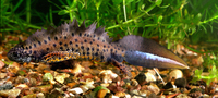 : Triturus dobrogicus; Danube Crested Newt