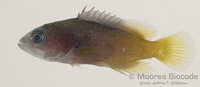 : Cephalopholis argus