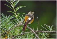 : Phoenicurus auroreus; Daurian Redstart