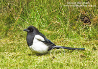 : Pica pica; Eurasian Magpie