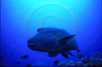 : Cheilinus undulatus; Napoleon Wrasse