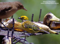 : Tangara icterocephala; Silver-throated Tanager