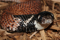 : Aspidelaps scutatus; Shieldnose Cobra