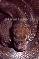 : Lamprophis lineatus