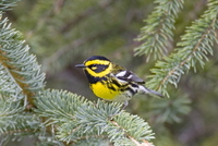 Townsend's Warbler. Photo by Dave Kutilek. All rights reserved.