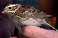 Rustic Bunting - Emberiza rustica - Escribano r