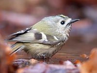 상모솔새 Regulus regulus | goldcrest