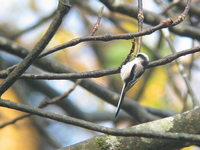 Aegithalos caudatus Long-tailed Tit エナガ