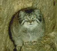 스텝지역고양이 Felis manul Pallas's Cat