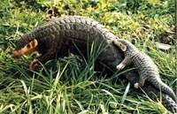 천산갑 Manis pentadactyla Chinese pangolin