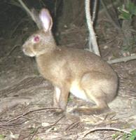 Lepus brachyurus brachyurus