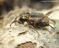 Valgus hemipterus