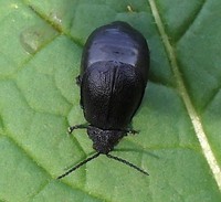 Galeruca tanaceti