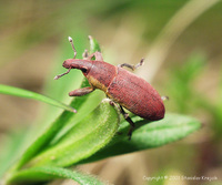 Lixus angustus