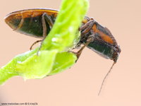 Selatosomus cruciatus