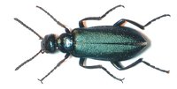 Alosimus chalybaeus