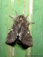 Achlya flavicornis - Yellow Horned