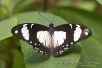 Papilio clytia