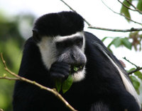 Guereza (Colobus guereza)