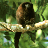 Brown titi (Callicebus brunneus)