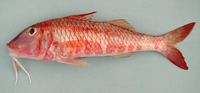 Pseudupeneus prayensis, West African goatfish: fisheries