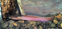 Clarias ebriensis, :