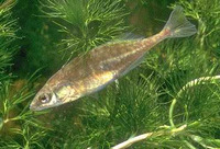 Culaea inconstans, Brook stickleback: aquarium, bait